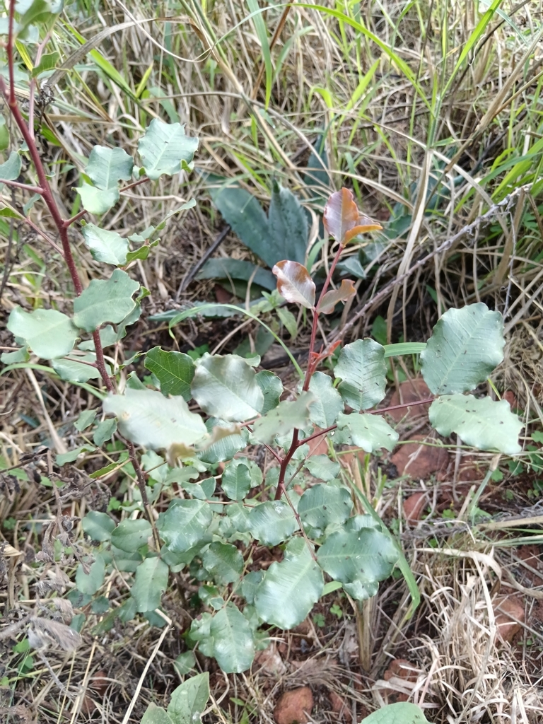 carob tree from Rietfontein, Pretoria, 0084, South Africa on April 26