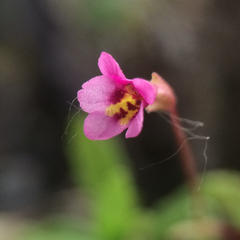 Erythranthe androsacea