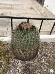 Ferocactus emoryi emoryi