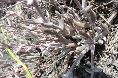 Dudleya attenuata
