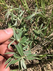Lupinus oreganus