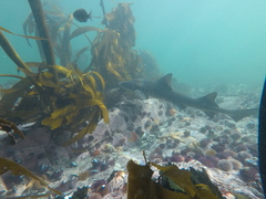 Triakis megalopterus
