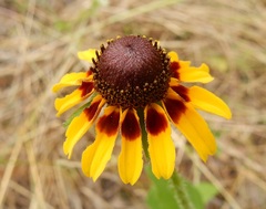 Rudbeckia hirta pulcherrima