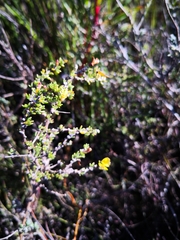 Aspalathus spinosa flavispina