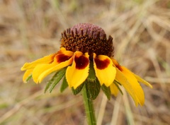 Rudbeckia hirta pulcherrima