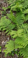 Athyrium