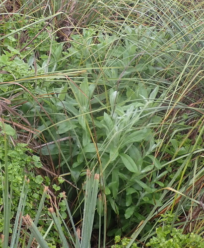 Image of Senecio lanceus by (c) Nicola van Berkel, some rights reserved (CC BY-SA)
