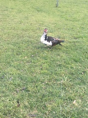 Cairina moschata domestica