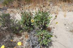 Helianthus niveus