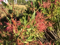 Rumex usambarensis
