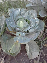 Brassica oleracea capitata