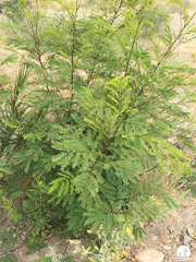 Leucaena diversifolia
