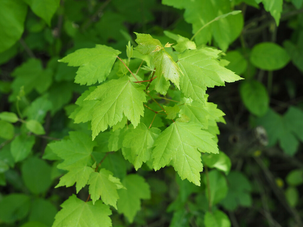 Acer rubrum