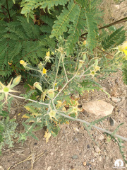 Leucaena diversifolia