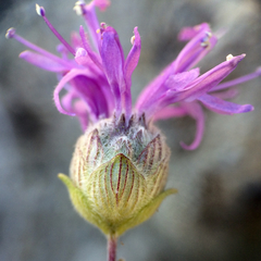 Monardella sinuata nigrescens