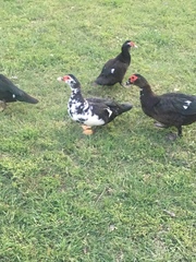 Cairina moschata domestica
