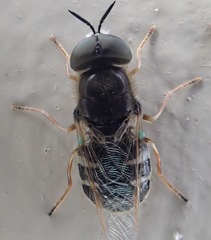 Odontomyia pubescens