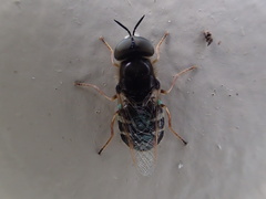 Odontomyia pubescens