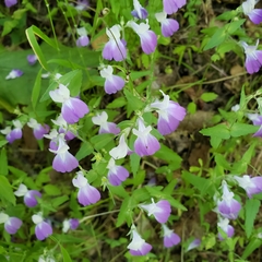 Collinsia multicolor