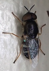 Odontomyia pubescens