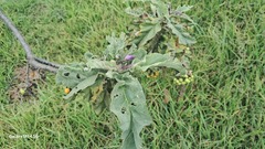 GERMAN LEONEL SARMIENTO CRUZ, CC BY, iNaturalist via GBIF Solanum crinitipes, photograph GERMAN LEONEL SARMIENTO CRUZ, CC BY, iNaturalist via GBIF