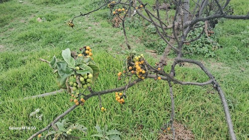 Solanum crinitipes, photograph 2