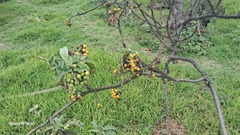 GERMAN LEONEL SARMIENTO CRUZ, CC BY, iNaturalist via GBIF Solanum crinitipes, photograph GERMAN LEONEL SARMIENTO CRUZ, CC BY, iNaturalist via GBIF