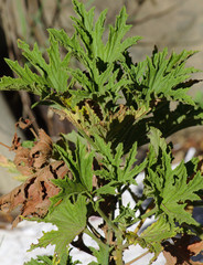 Pelargonium citronellum