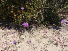 Monardella sinuata nigrescens