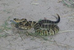 Crotalus molossus