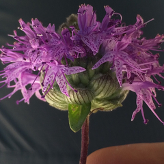 Monardella sinuata nigrescens