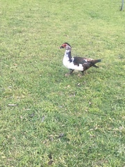 Cairina moschata domestica