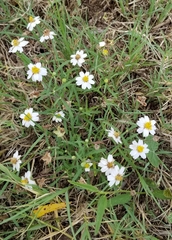 Melampodium cinereum
