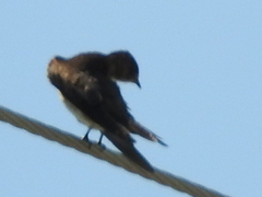 Stelgidopteryx serripennis ridgwayi