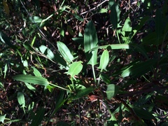 Rumex usambarensis