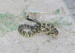 Crotalus molossus