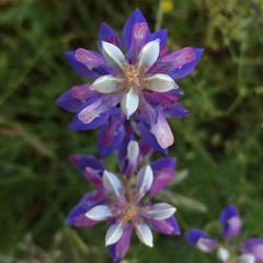 Lupinus nanus