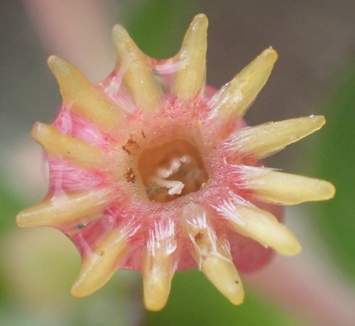 Image of Evening Capespray (Struthiola argentea) by (c) Nicola van Berkel, some rights reserved (CC BY-SA)