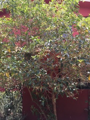 Cestrum glanduliferum