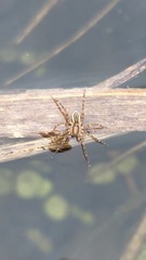 Zoicinae
