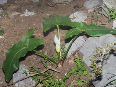 Arum idaeum
