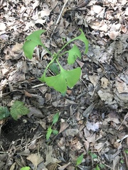 Ginkgo biloba