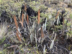Elaphoglossum engelii