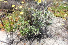 Helianthus niveus