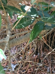 Magnoliopsida