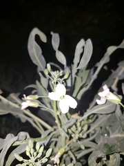 Brassica oleracea albiflora