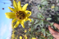 Helianthus niveus