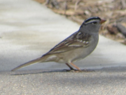 White-crowned Sparrow photographed in Kansas