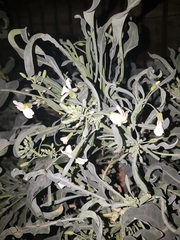 Brassica oleracea albiflora