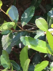 Magnoliopsida